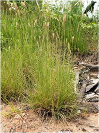 ภาพที่1 Chloris virgata Sw.